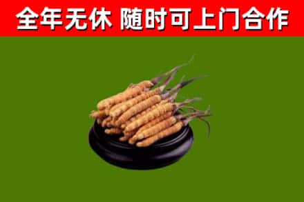 石棉县回收冬虫夏草